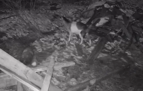 Продаж дійної кози віком 2 роки