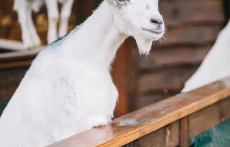 Продаються дійні та кітні кози, племінні цапи