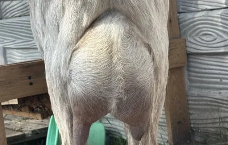 Продаж дійних кіз породи Ламанча після окоту