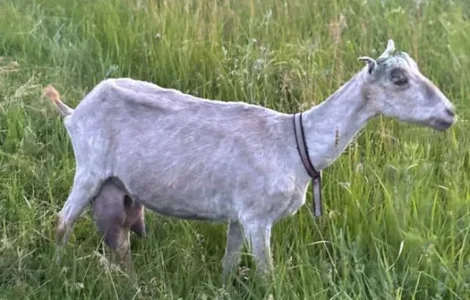 Продаж дійної кози Ламанча після 2 окоту