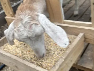 Продаж кози нубійка 50%