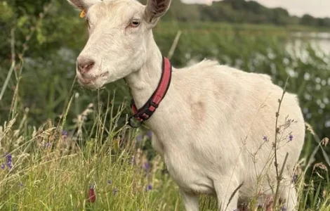 Чистопородні зааненські кози на продаж