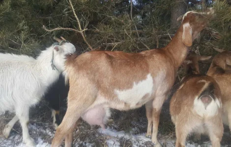Продаються дійні кози англо-нубійські та зааненські
