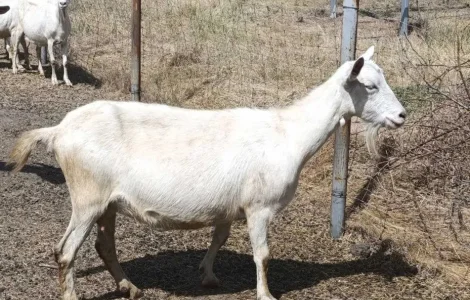 Кози дойні Зааненської та Нубійської породи