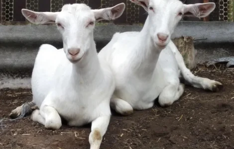 Продаж чистокровних зааненських козочок