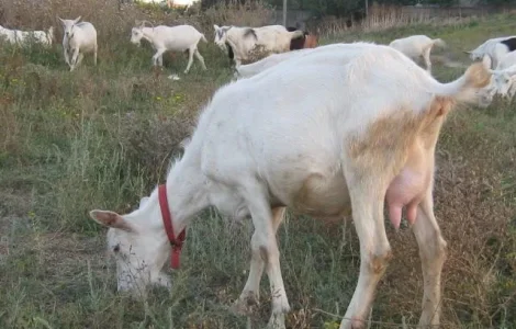 Продаж зааненських кіз для молока та м'яса