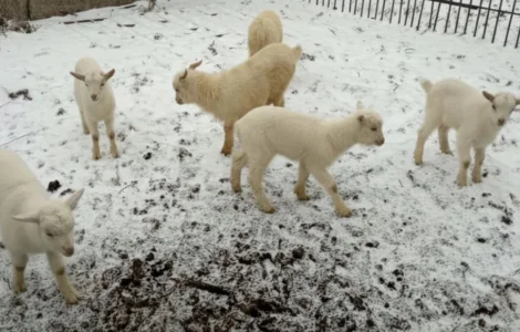Козлята зааненської породи від високопродуктивних кіз