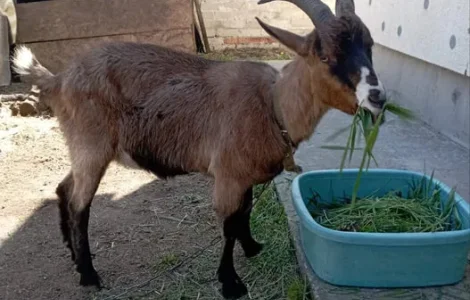 Пропонується Альпійська коза для розведення