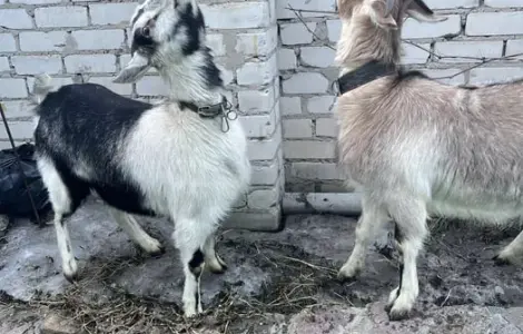 Продаются молодые козочки 1 год, альпийские
