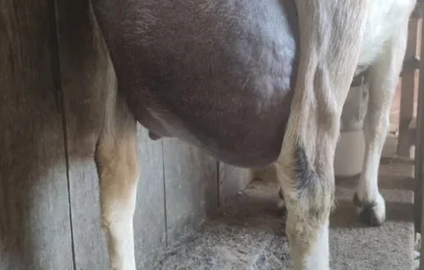 Продається дойна безрога коза Альпійської породи