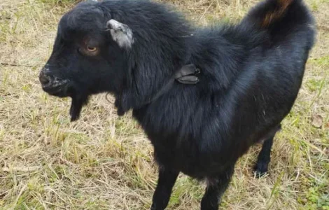 Продаж козлика, помісь Альпійської і інших порід