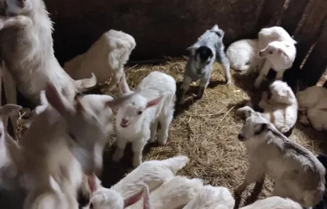 Пропонуються козлята Альпійської та Зааненської породи