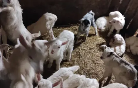 Продаж козлят Альпійської і Зааненської породи
