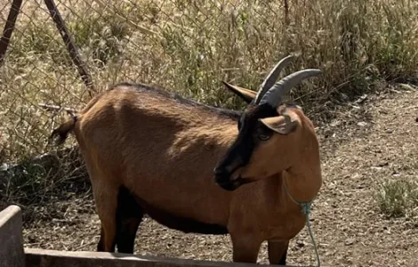 Продаж сім’ї альпійських кіз