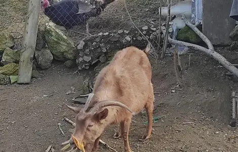 Продаж альпійських кіз