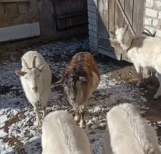 Продаж породистих кіз Альпійської та Зааненської породи