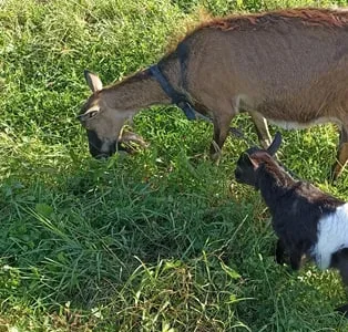 Продаж дойних кіз, козенят та козлів