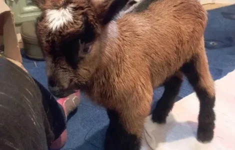 Продаються козлята альпійської лінії