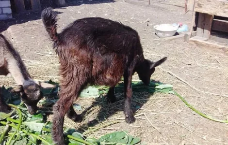 Продаж козлят альпійської породи