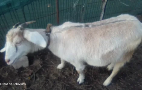 Продаж двох козочок: альпійсько-зааненська та зааненська