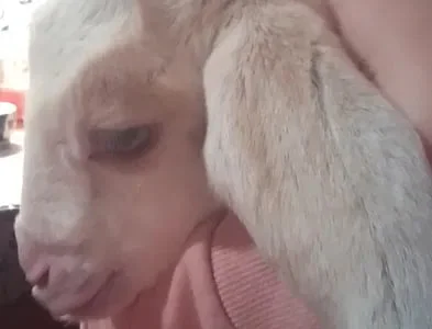 Продаются нубийские козлята