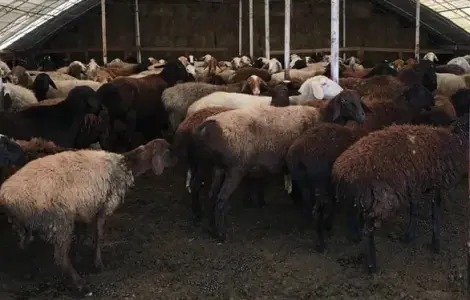 Продажа баранов и валухов