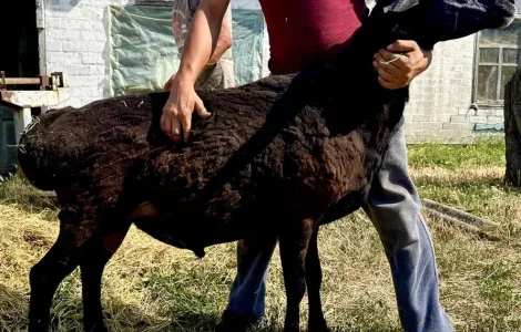 Продажа племенного барана Гиссарской породы