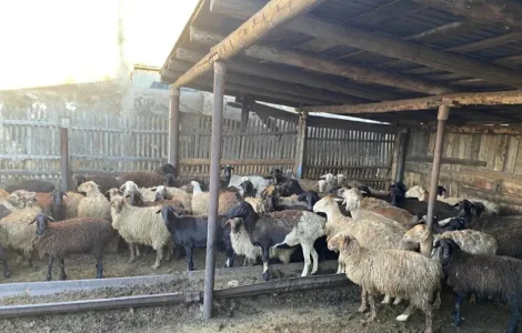 Продажа курдючных баранов на мясо и разведение