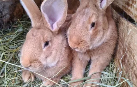 Продаж кроликів Полтавське срібло та Бургундія