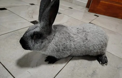 Продаж молодняку кролів породи Полтавське Срібло