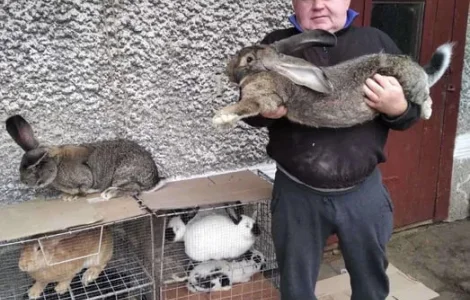 Продаж кролів та кроленят різного віку, 8 порід