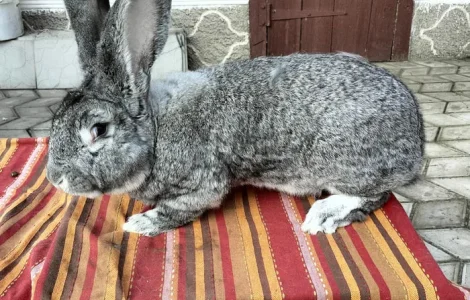 Продаж кроликів різних порід та віку