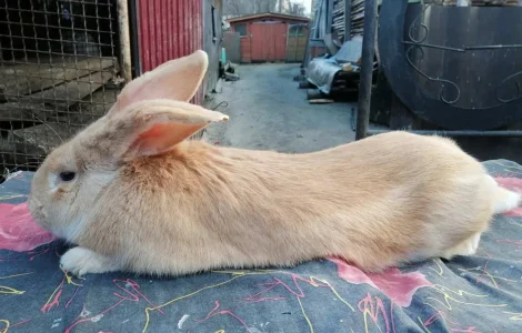 Продаж кролів та кроленят різних порід