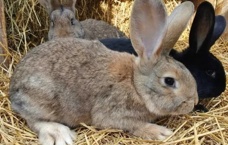 Продаж домашніх кролів для м'яса та розведення