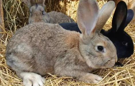 Продаж домашніх кролів на м'ясо та розведення