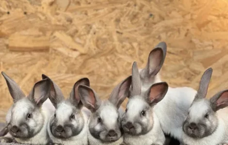 Продаж кролів породи Саландер різного віку