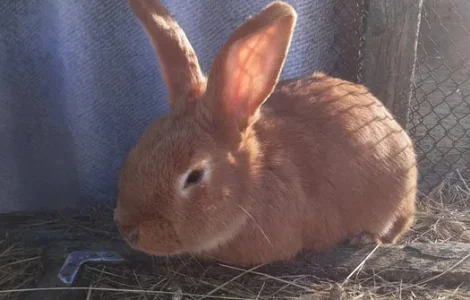 Пропонуються кролики: малюки та дорослі особини