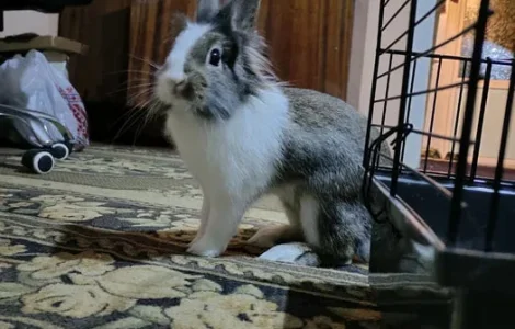 Продаж кролика з кліткою та необхідним приладдям, 5 місяців