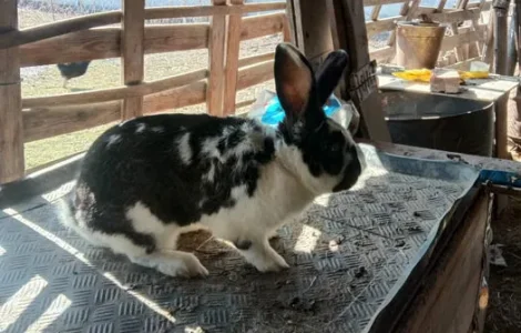 Пропонуються кролі та кроленята для розведення