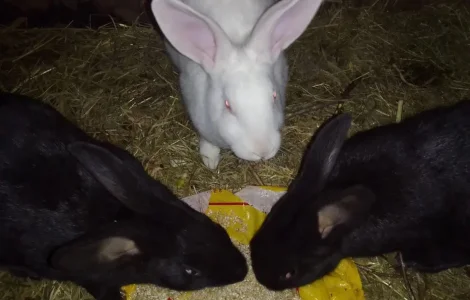 Продаж кролів 5 місяців