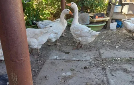 Продаж м’яса домашніх гусей Маму