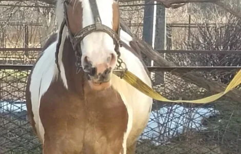 Продаж коней на вибір