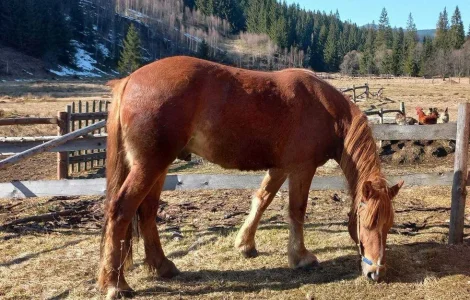 Продаж робочого коня великої породи, 4 роки