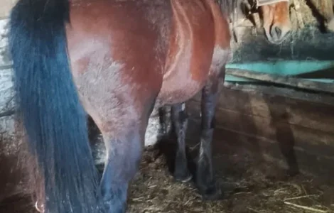 Продаж спокійного робочого коня, підходить для плуга