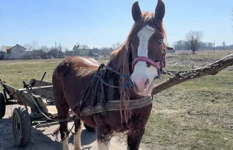 Продаж спокійного та доброго коня 7 років