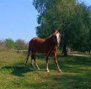 Продаж спокійного коня, працює сам