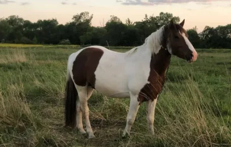 Продаж спокійного робочого коня