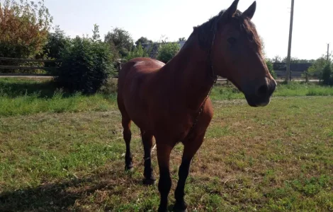 Продаж коня з господарства в с. Суємці