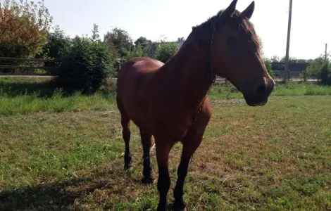 Продаж коня, с. Суємці