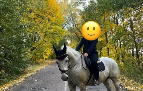 Продаж коня мерина Орловський рисак, 9 років